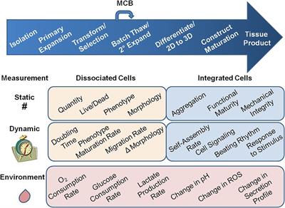 Cytocentric measurement for regenerative medicine